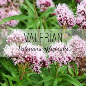 Valerian Plant (Valeriana officinalis) from Herb & Vine Healing Plants in Jasper, GA. Valerian, or All Heal, is a perennial used to treat insomnia, anxiety, cramps and muscle spasms. It's therapeutic actions include aromatic, hypnotic, sedative, nervine, anodyne, anxiolytic, hypotensive, and relaxant