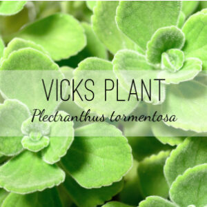Vicks Plant (Plectranthus tormentosa) from Herb & Vine Healing Plants. Also called Mexican Oregano, Succulent Coleus this succulent will ease congestion, inflammation, muscle aches, bruises, and arthritis. Grow a medicinal garden in North Georgia.