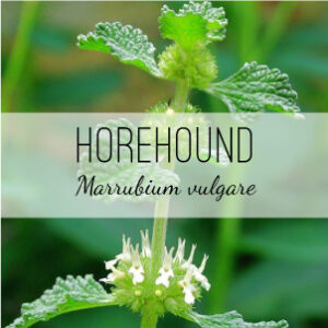 White Horehound Plant (Marrubium vulgare) from Herb & Vine Healing Plants in Jasper, GA. This perennial treats wheezing, bronchitis, asthma, increases appetite, Type 2 diabetes, coughs, bronchitis, digestion, diabetes, anti-inflammatory, antioxidant.