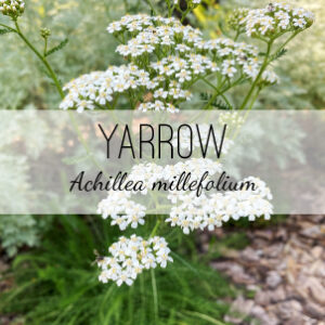 Yarrow Plant (Achillea millefolium) from Herb & Vine Healing Plants is a perennial. This powerful medicinal plant treats Colds, wounds, stop bleeding, digestive Styptic, analgesic, anti-inflammatory, digestive