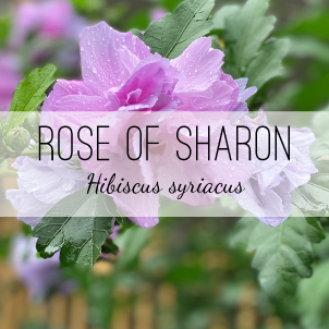 Rose of Sharon plants from Herb & Vine Healing Plants in Jasper, GA.