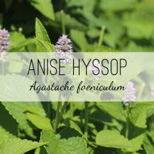 Shop Anise Hyssop Plants from Herb & Vine Healing Plants in Jasper, GA. Grow a medicinal garden in North Georgia.