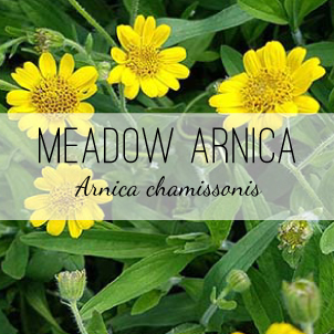 Shop for Meadow Arnica plants at Herb & Vine Healing Plants in Jasper, GA. Grow herbal remedies, medicinal plants in North Georgia.