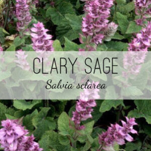 Find Clary Sage (Salvia sclarea) plants at Herb & Vine Healing Plants in Jasper, GA. Plant a medicinal garden in North Georgia with herbal remedies.