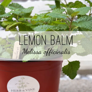 Shop for Lemon Balm medicinal herb plants from Herb & Vine Healing Plants in Jasper, GA. Find medicinal herbs and natural remedies for your medicinal garden in North Georgia.