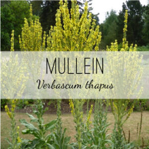 Find Mullein plants in North Georgia from Herb & Vine Healing Plants. We're located in Jasper, GA and sell medicinal plants and healing herbs for your garden.