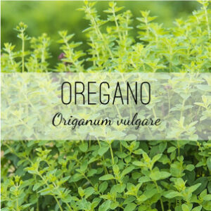 Buy Oregano plants from Herb & Vine Healing Plants in Jasper, GA. Find medicinal and culinary herbs in North Georgia.
