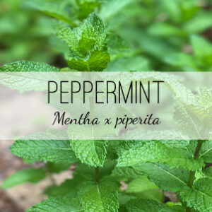 Shop Peppermint medicinal herbs from Herb & Vine Healing Plants in Jasper, GA. Find medicinal and culinary herbs in North Georgia.