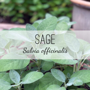 Find Clary Sage, a medicinal and culinary herb, at Herb & Vine Healing Plants in Jasper, GA. Plant a medicinal herb garden filled with natural remedies in North Georgia.