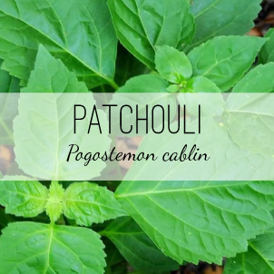 Patchouli