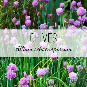 chives