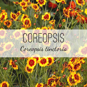 coreopsis