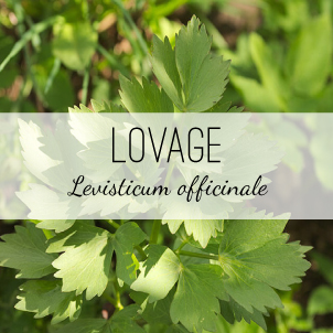 lovage