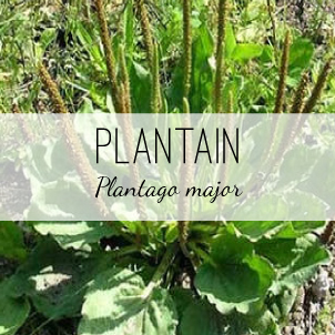 plantain