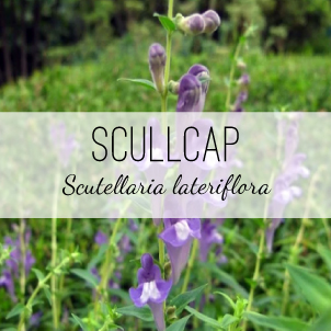 skullcap