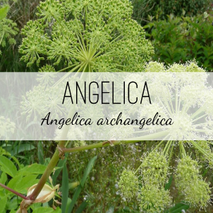 angelica