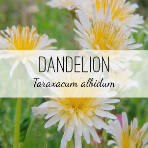 dandelion