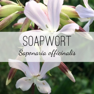 soapwort