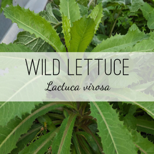 wild-lettuce